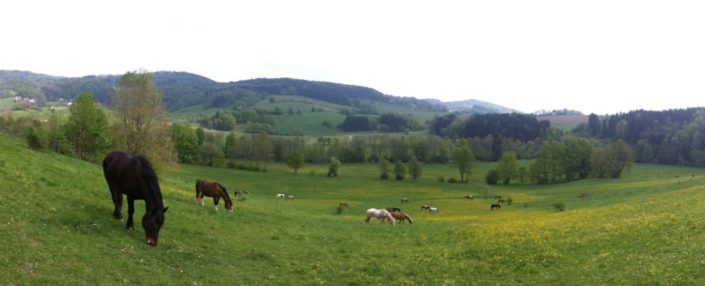 Panorama der Pferdeweide im Bayerischen Wald