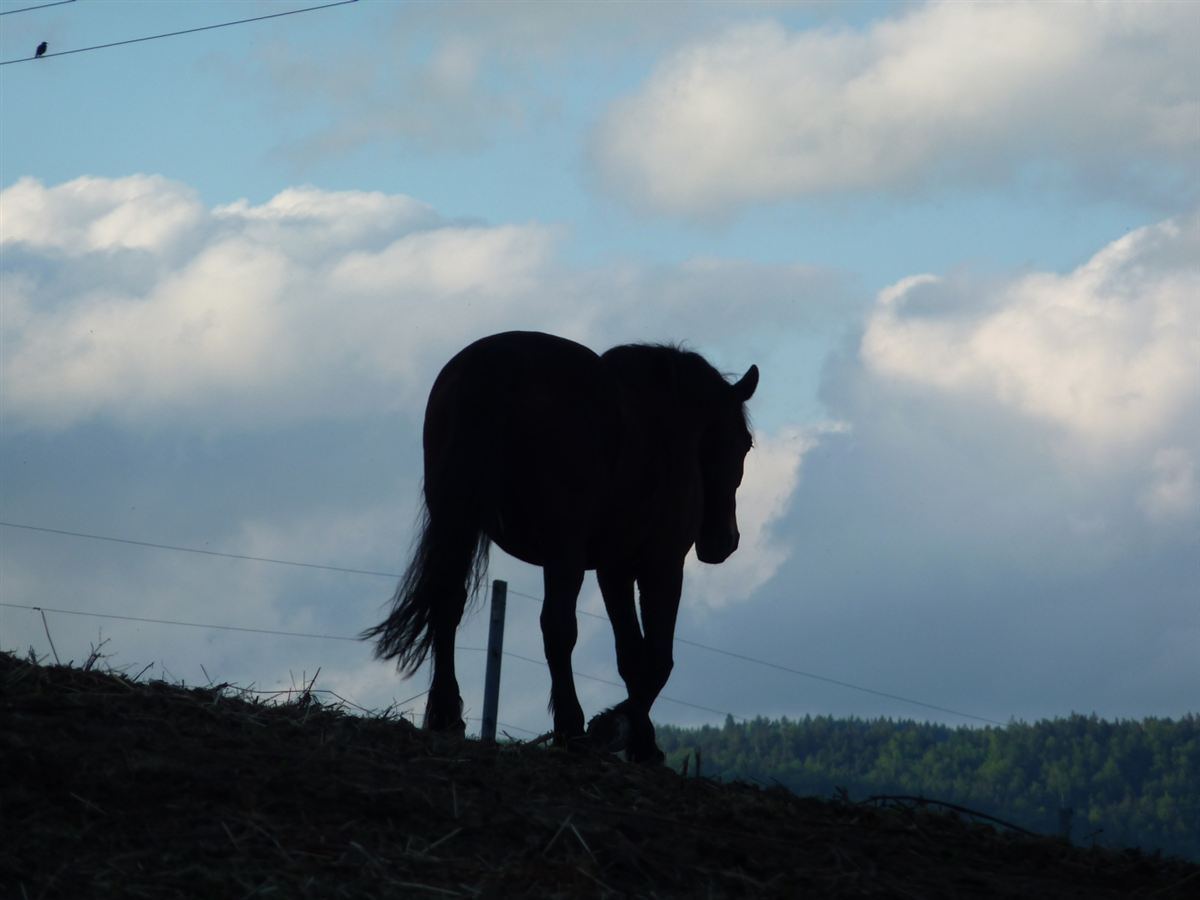 Pferd auf der Weide des Kapellenhofs
