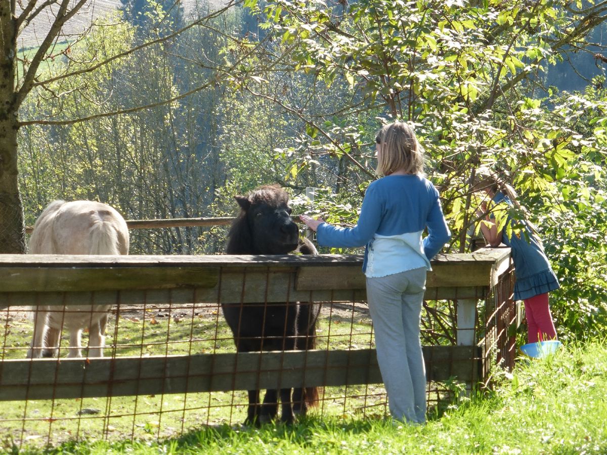 Die Ponys Tommy und Blümchen